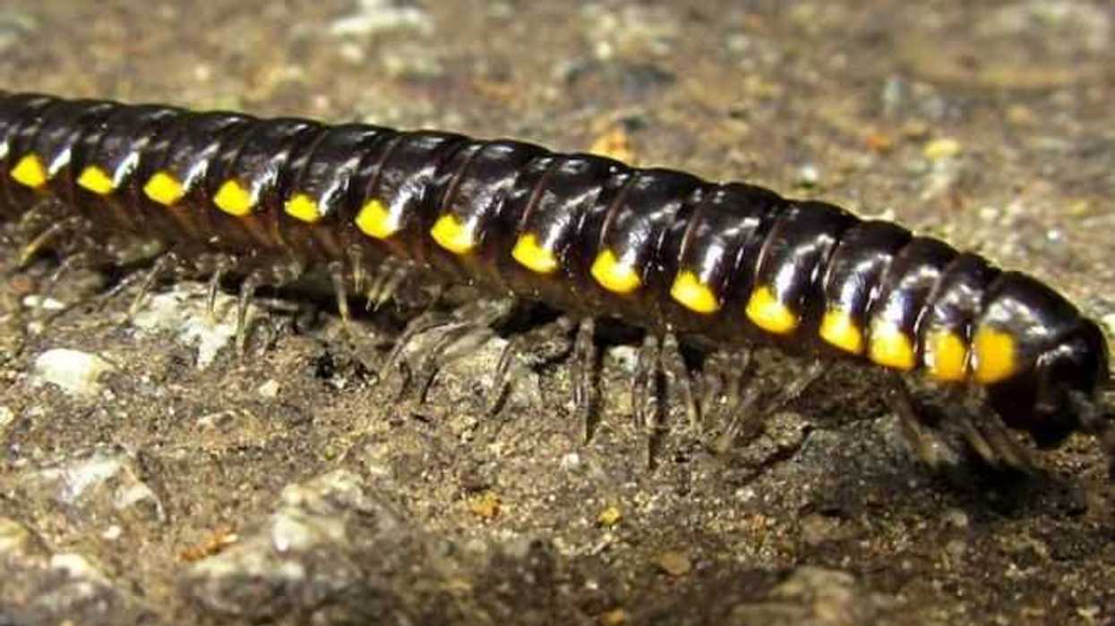 ciempies-y-milpies-desplazados-por-aumento-de-zonas-urbanas