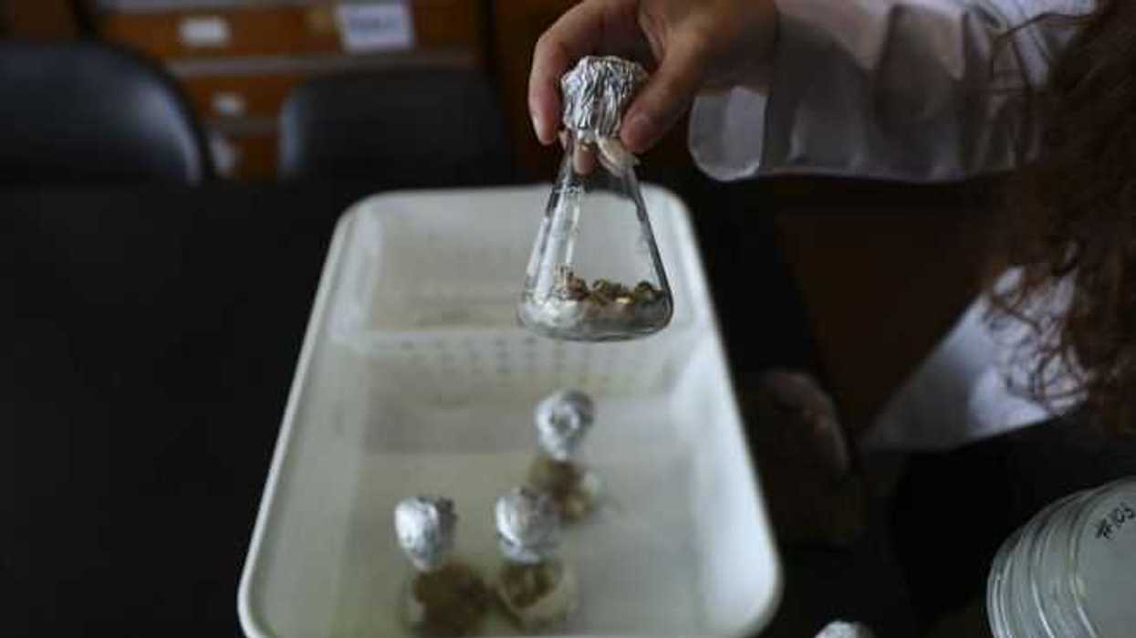 ciencia-colillas-cigarrillos-efe