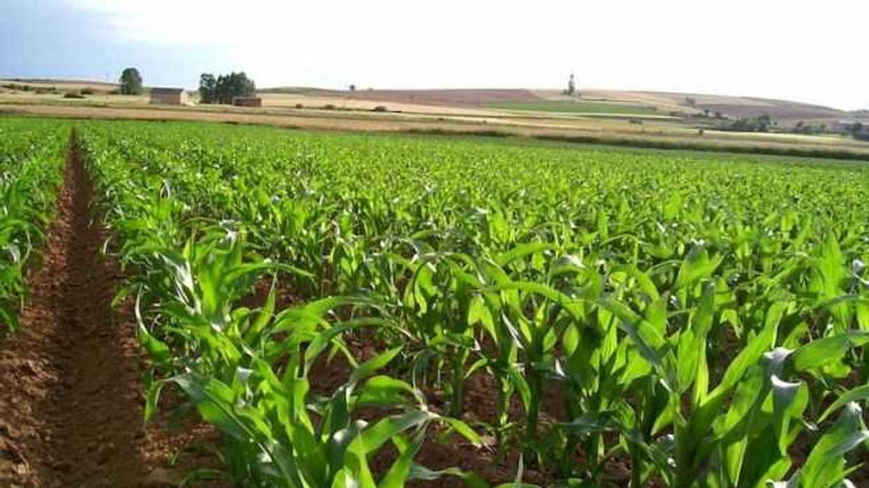 ciencia-gourmet-con-maiz-mejorado-12