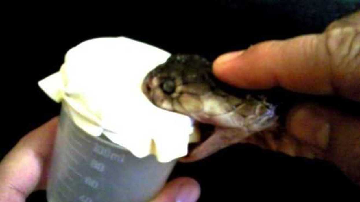 cientificos-estudian-veneno-viboras-anticonceptivo-masculino