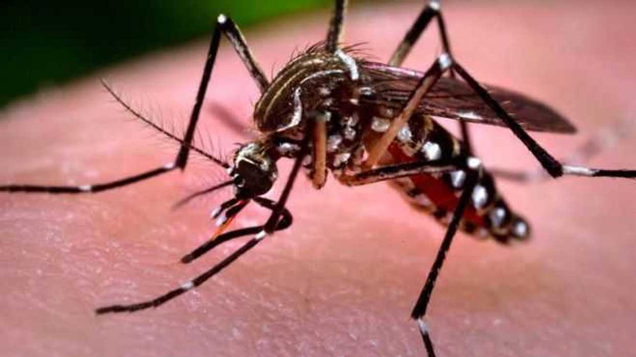cientificos-hallan-virus-zika-ayudaria-contra-cancer-cerebral