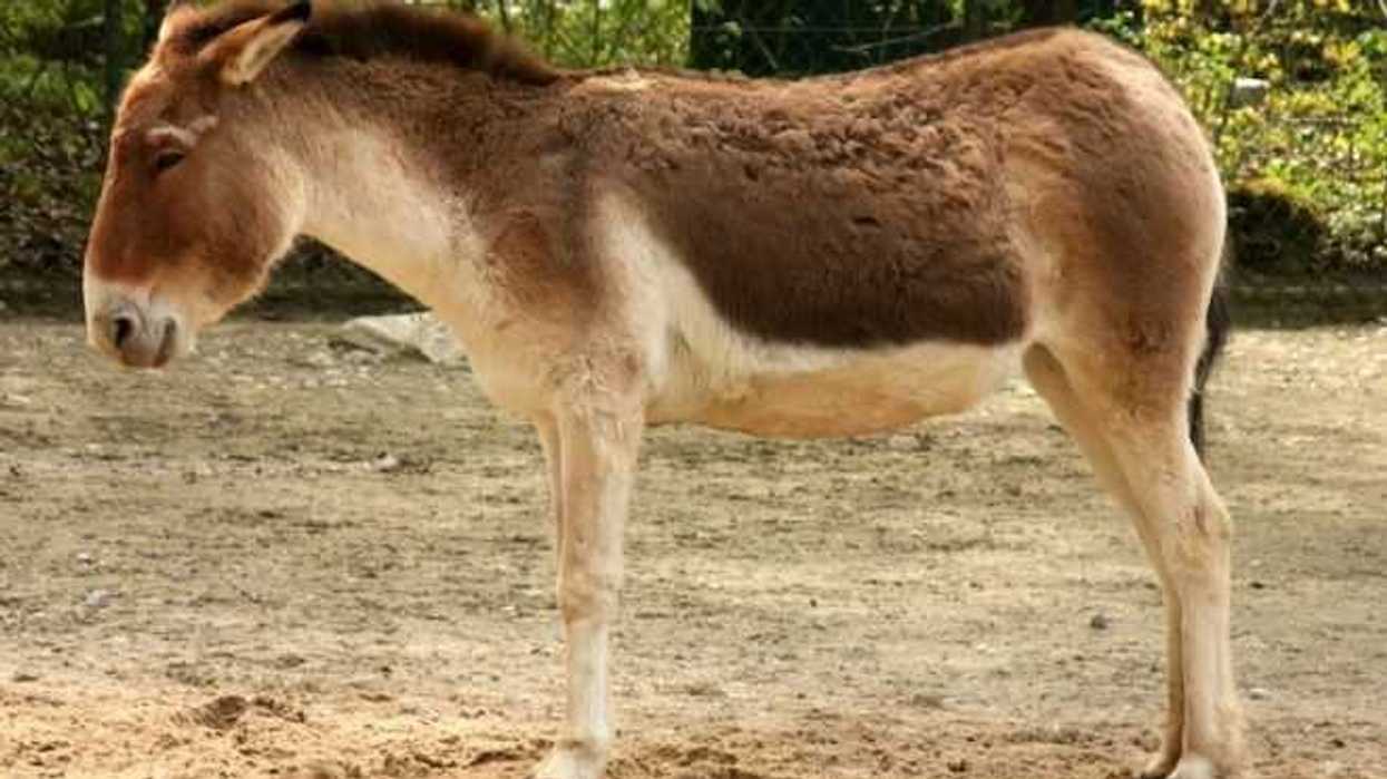 cientificos-mexicanos-en-proyecto-de-al-para-determinar-origen-del-caballo