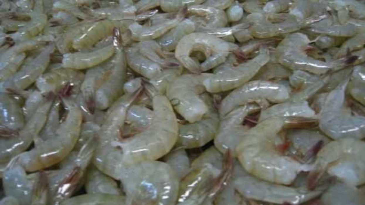 cientificos-trabajan-en-epidemia-dana-camaron-blanco