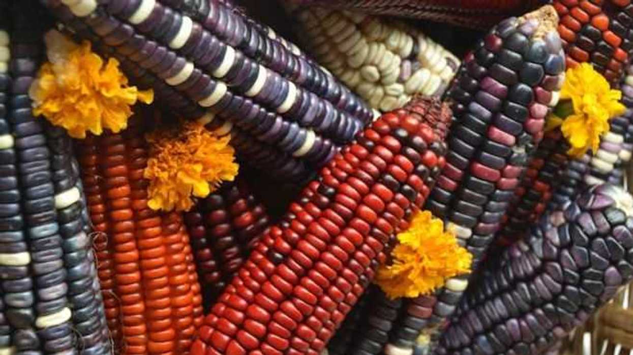 cinvestav-obtiene-maiz-hibrido-resistente-a-sequias-y-bajas-temperaturas