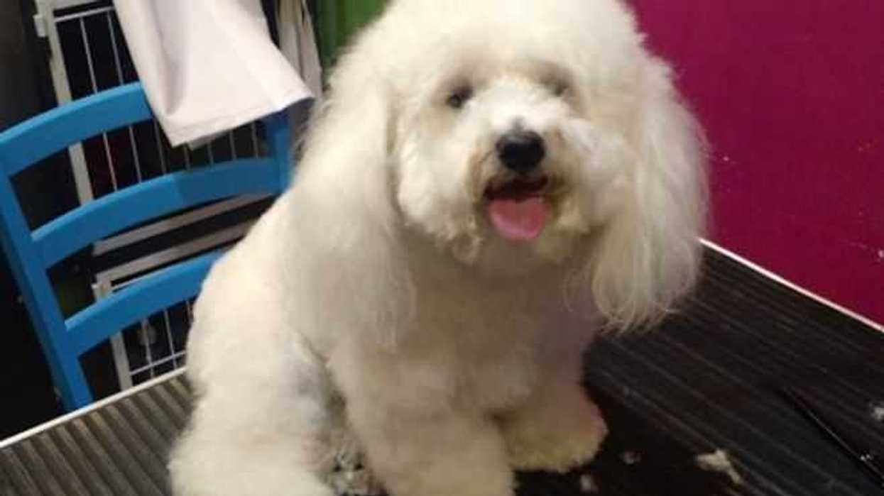 ciudad-guadalupe-obtiene-reconocimiento-rescate-mascotas