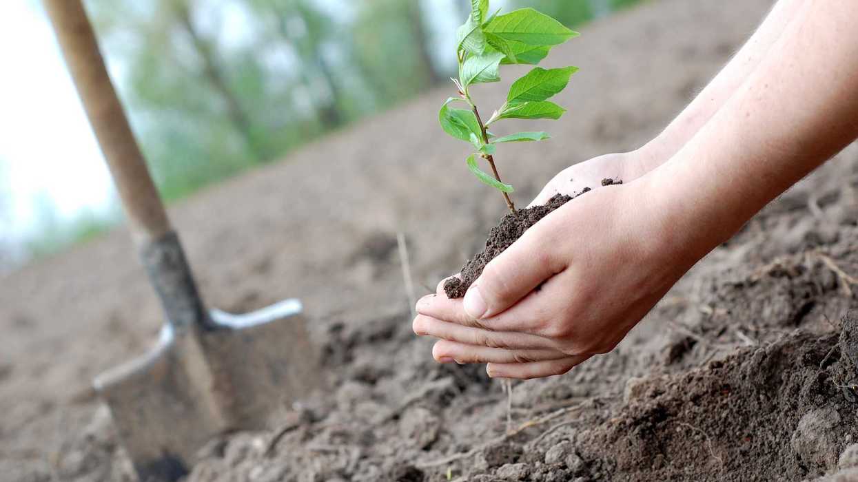 Ciudadanos participan en jornada de reforestación del municipio de Querétaro en 2026, programa que busca plantar 70,000 árboles nativos antes de octubre