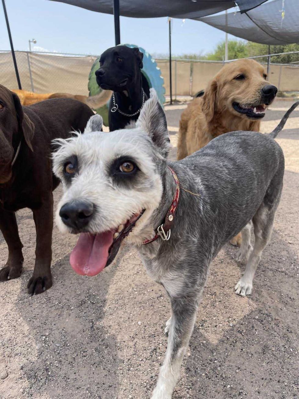 Clausura del hotel canino Dog Trainer en Juriquilla, Quer\u00e9taro, tras muerte de perrita Mori