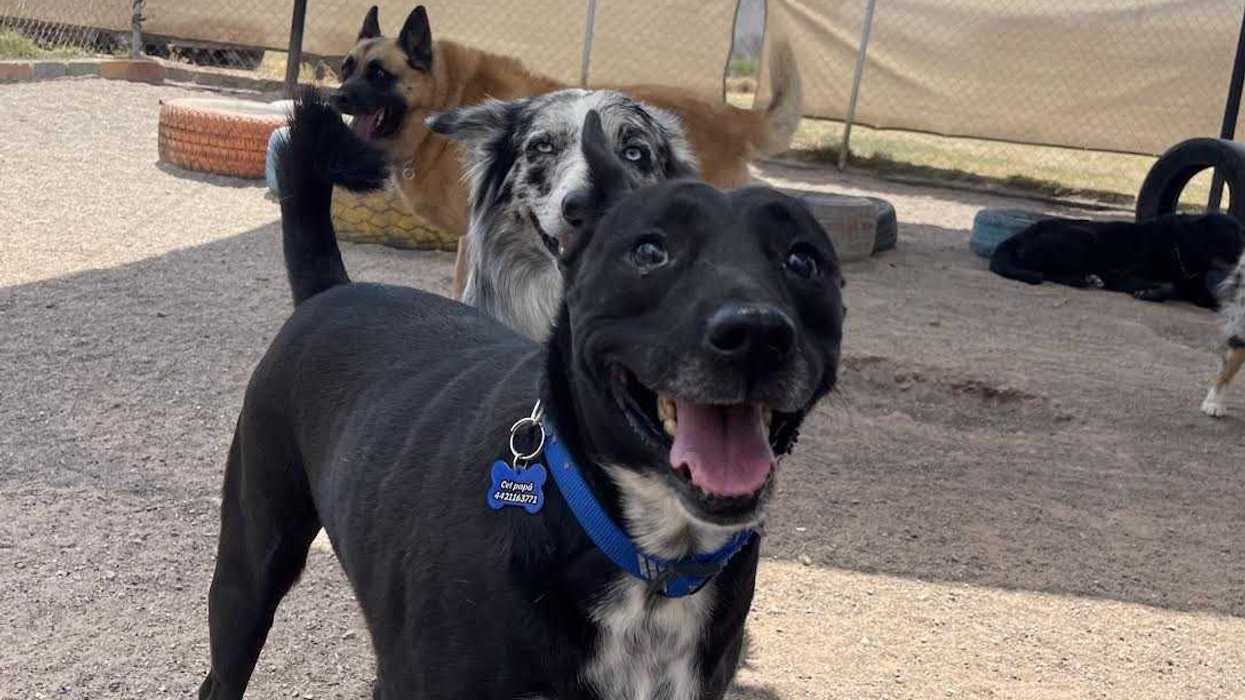 Clausura del hotel canino Dog Trainer en Juriquilla, Querétaro, tras muerte de perrita Mori