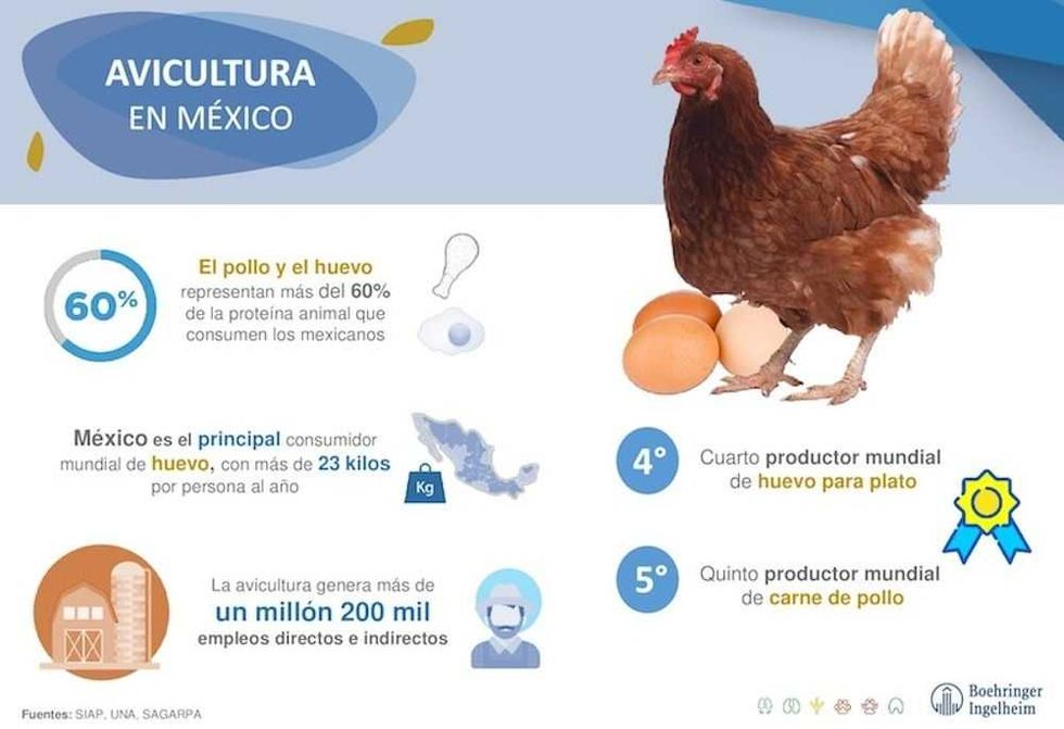 clave para tener huevo y carne de pollo saludable 4