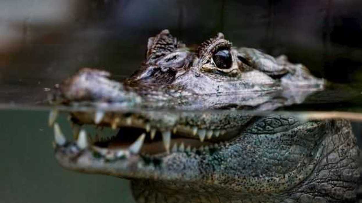 cocodrilo-efe
