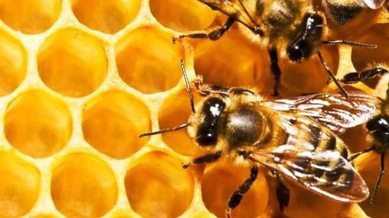 colapso-abejas-crisis-alimentaria