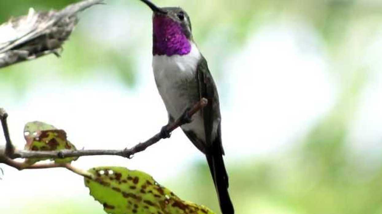 colibri-cola-hendida-residente-que-pierde-su-habitat-por-mancha-urbana