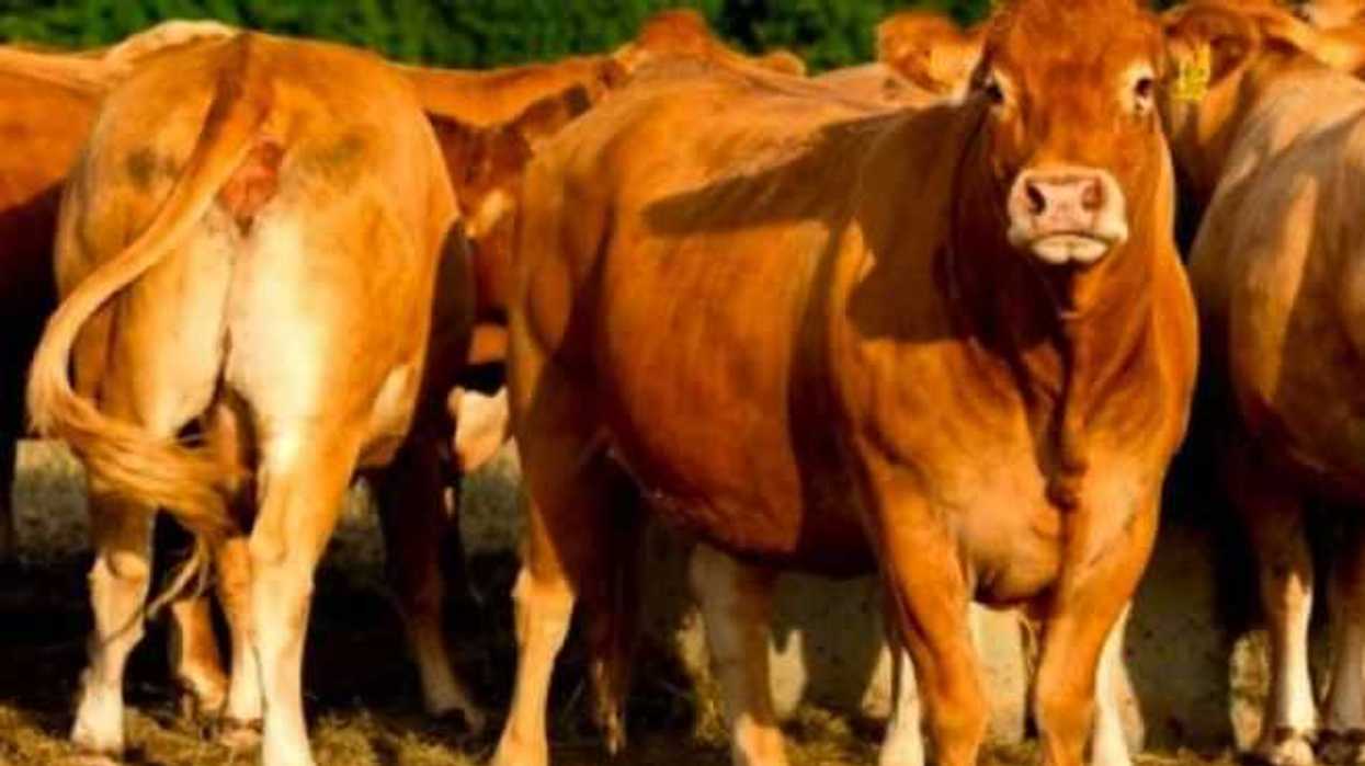 colombia-en-alerta-maxima-fiebre-aftosa-proveniente-venezuela