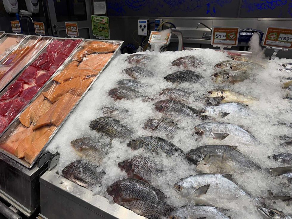 Comerciante muestra mariscos frescos de Sinaloa en bodega de la Xentral de Abastos de San Juan del R\u00edo durante la temporada de Cuaresma 2026, con mojarra y camar\u00f3n a precios accesibles