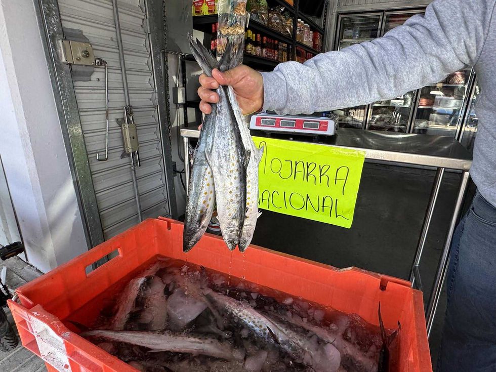 Comerciante muestra mariscos frescos de Sinaloa en bodega de la Xentral de Abastos de San Juan del R\u00edo durante la temporada de Cuaresma 2026, con mojarra y camar\u00f3n a precios accesibles