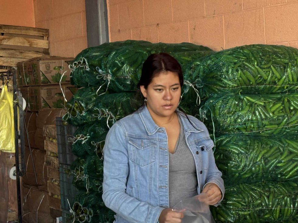 Comerciantes ofrecen chile serrano y verduras frescas en Xentral de Abastos San Juan del R\u00edo Quer\u00e9taro con precios competitivos