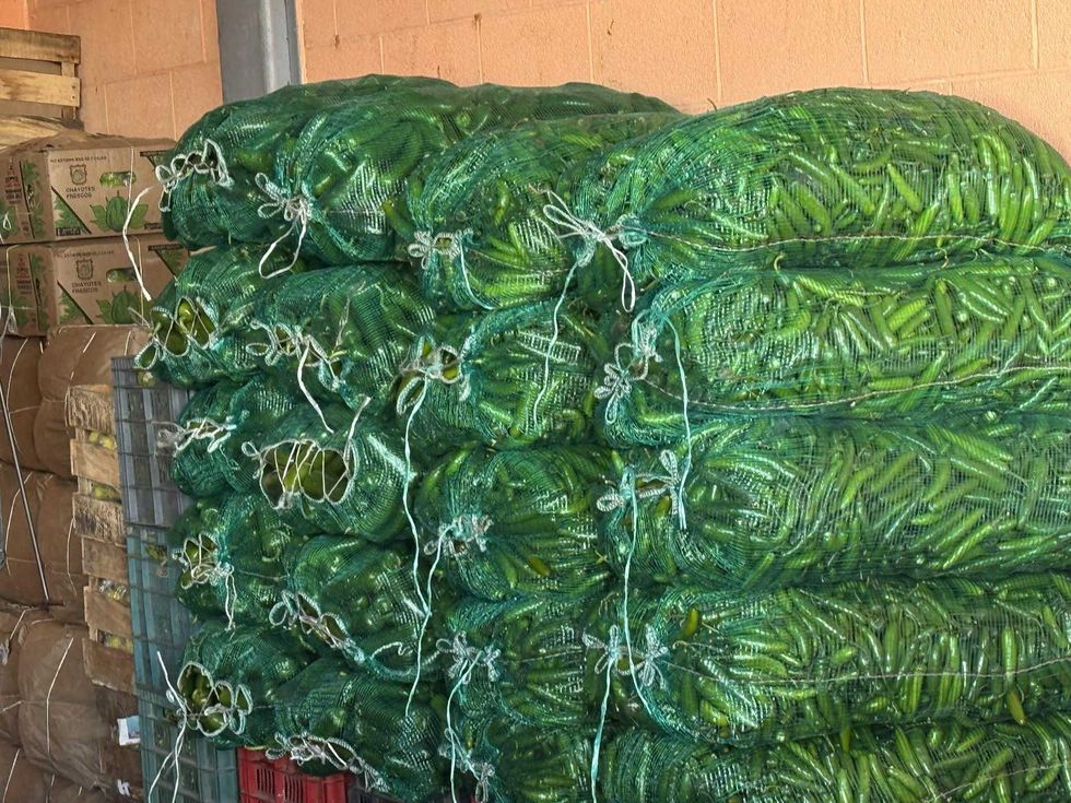 Comerciantes ofrecen chile serrano y verduras frescas en Xentral de Abastos San Juan del R\u00edo Quer\u00e9taro con precios competitivos