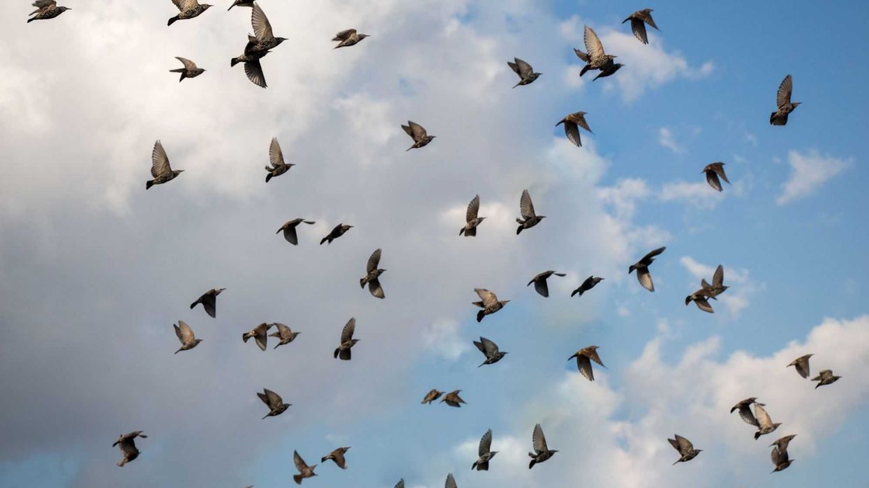 Concientizarán sobre Aves y Especies Nativas en San Juan del Río.