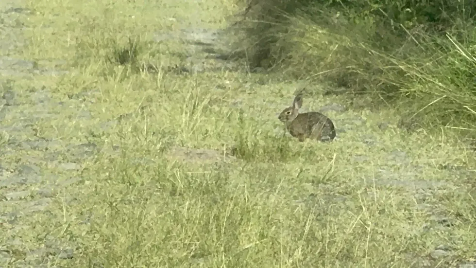 Conejo silvestre en pastizal de Nopala de Villagr\u00e1n, en la zona donde empresas solares instalar\u00e1n paneles fotovoltaicos en Hidalgo