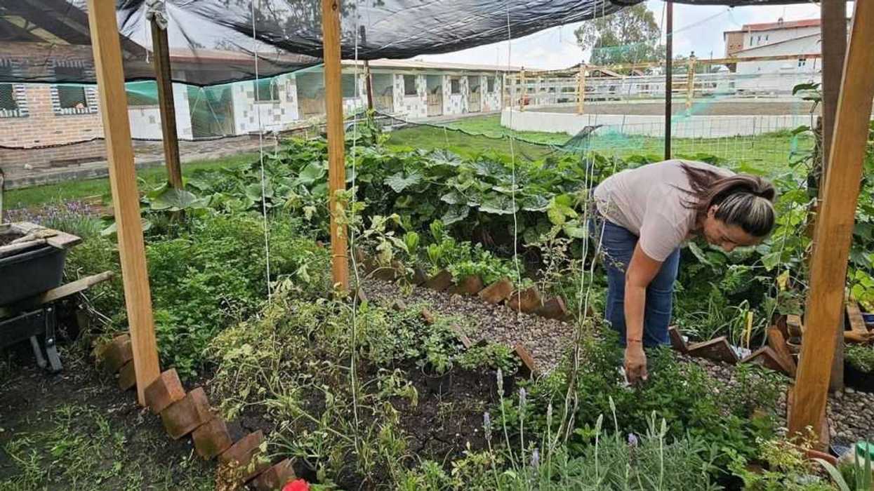 Conferencias de medicina tradicional y herbolaria mexicana en San Juan del Río.