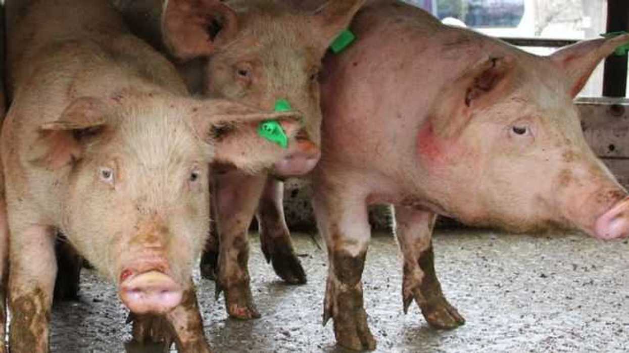confirman-mas-brotes-de-peste-porcina-africana-en-granjas-de-china