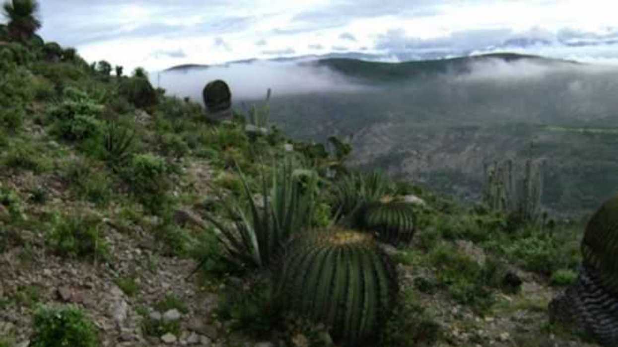 confirman-presencia-dinosaurios-en-reserva-tehuacan-cuicatlan-1