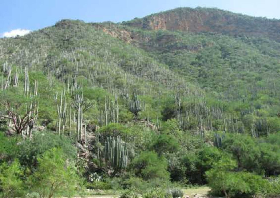 confirman presencia dinosaurios en reserva tehuacan cuicatlan 2