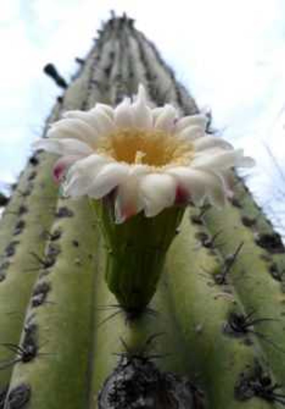 confirman presencia dinosaurios en reserva tehuacan cuicatlan 3