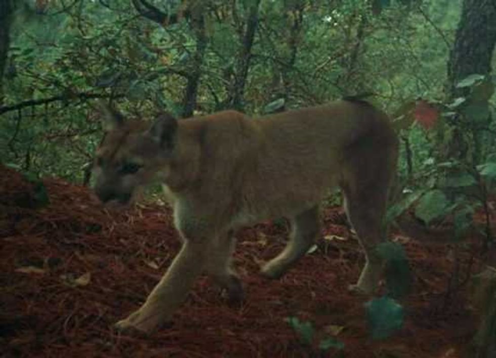 confirman presencia dinosaurios en reserva tehuacan cuicatlan 4