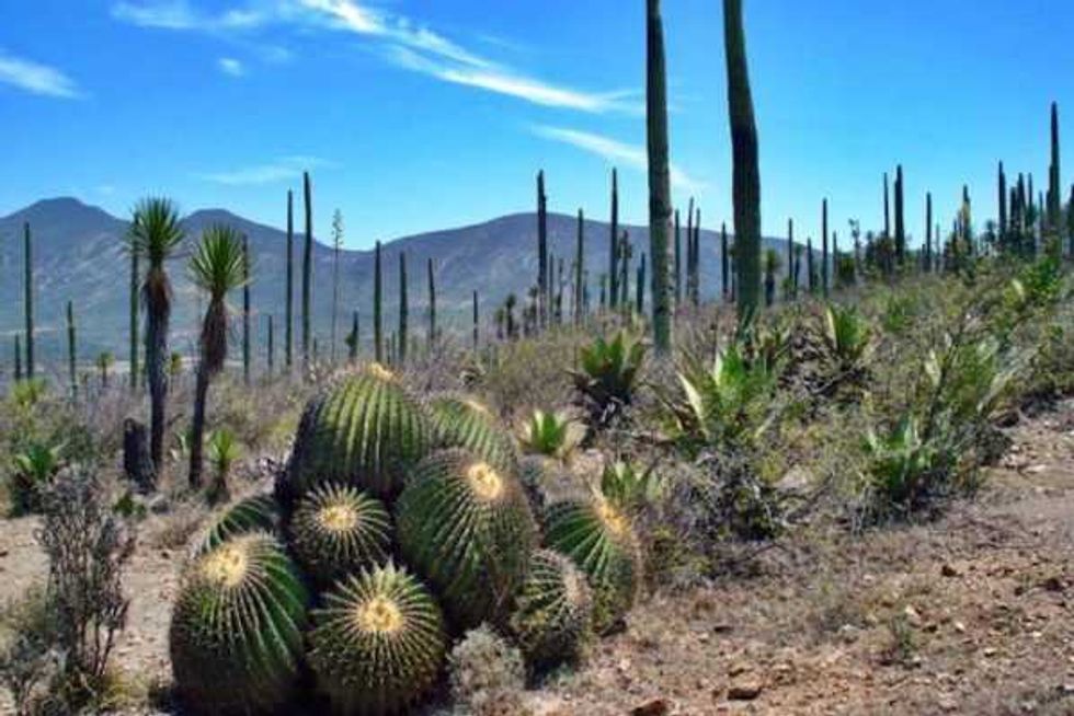 confirman presencia dinosaurios en reserva tehuacan cuicatlan 5