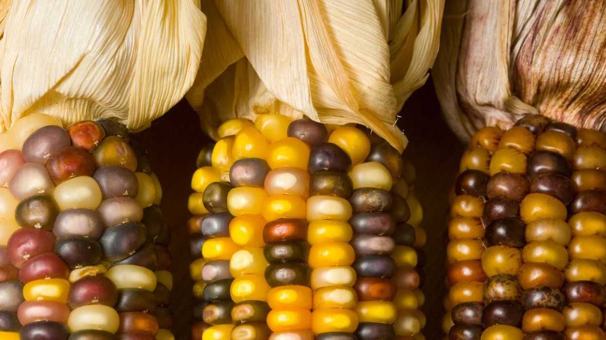 Congreso de México prohíbe el cultivo de maíz transgénico. AFP.