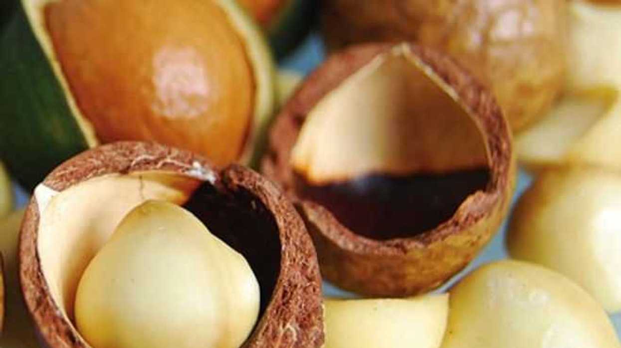 conoce-los-potenciales-la-nuez-macadamia-1