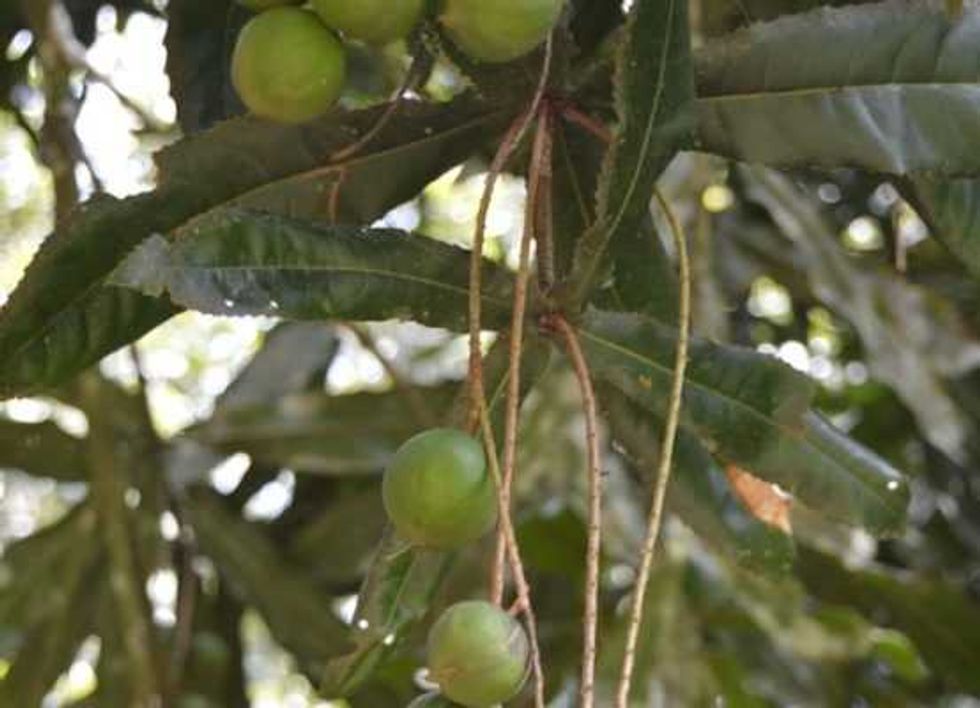 conoce los potenciales la nuez macadamia 4