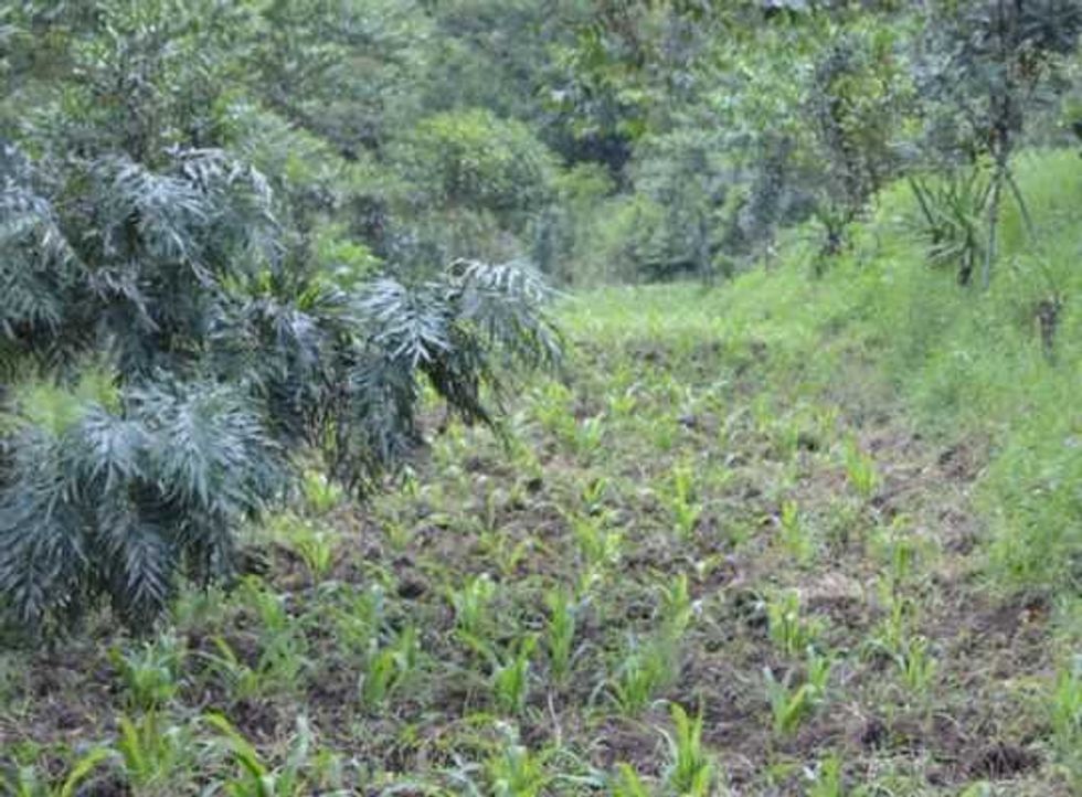 conoce los potenciales la nuez macadamia 8