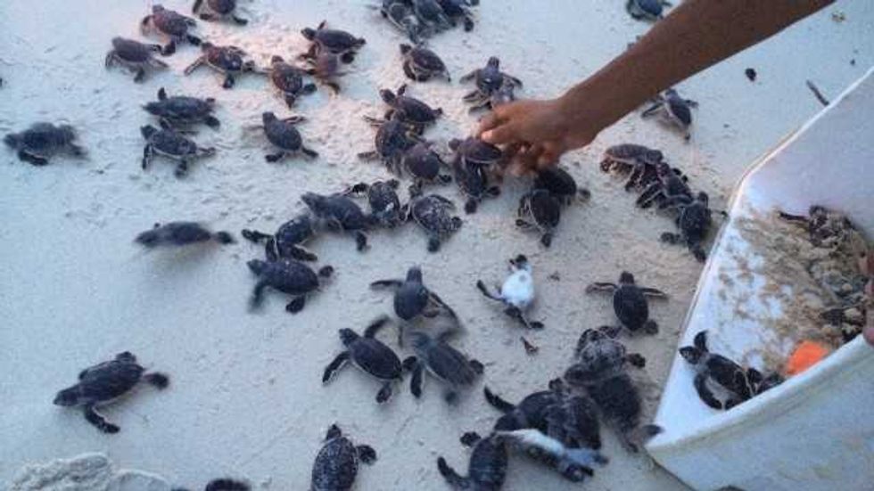 conservación de tortugas marinas. NOTIMEX