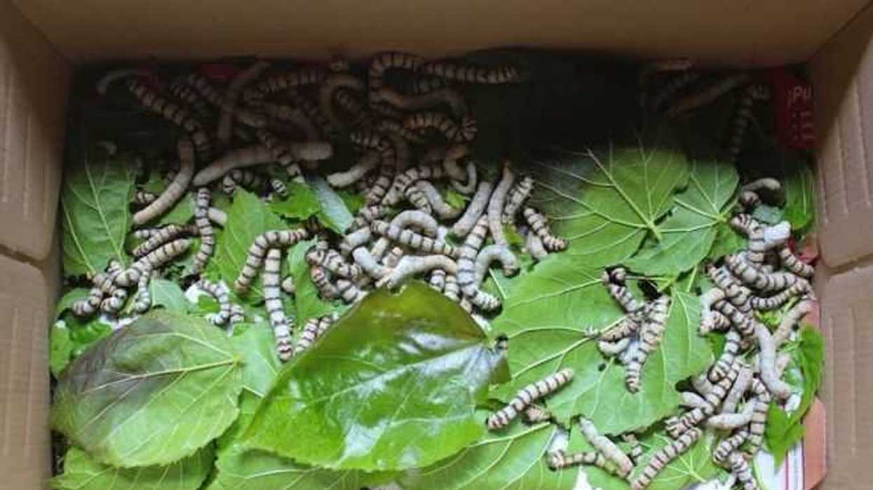 construiran-santuario-de-gusano-de-seda-en-sierra-de-oaxaca