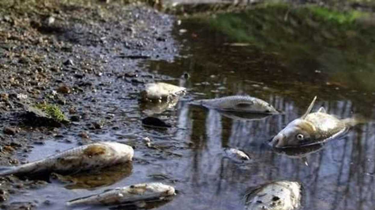 contaminacion-afecta-a-mascotas-plantas-98