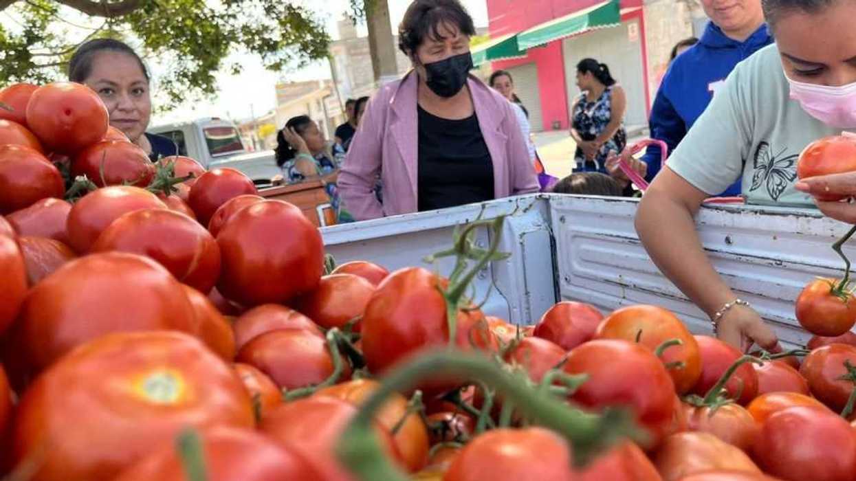 Continúan entrega de jitomate a bajo costo en San Juan del Río.