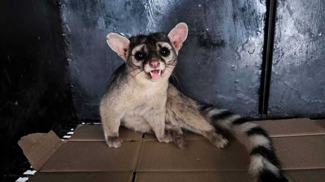 Control Animal rescata y rehabilita fauna silvestre en San Juan del Río.