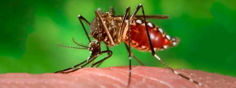 control de mosquitos