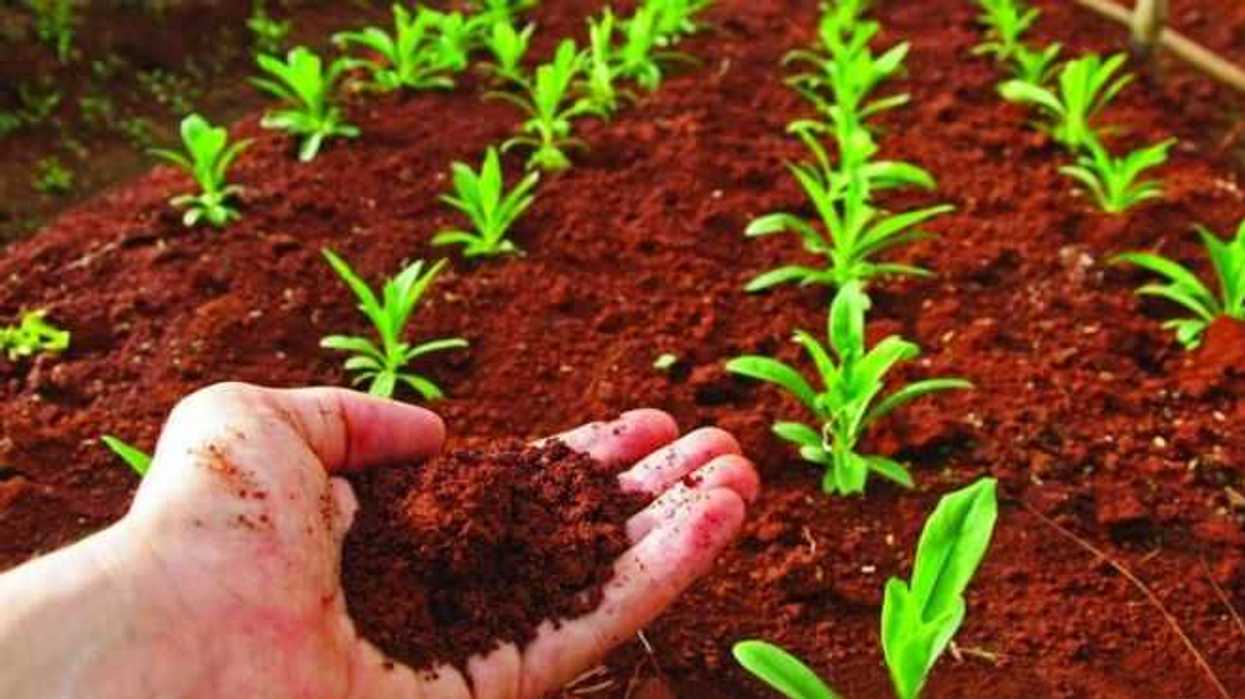 crean-nanofertilizante-que-incrementaria-al-maximo-produccion-agricola