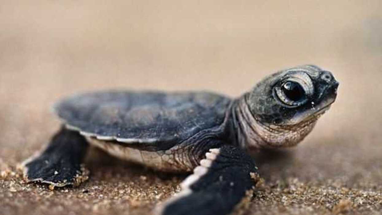 crias-de-tortuga-lora