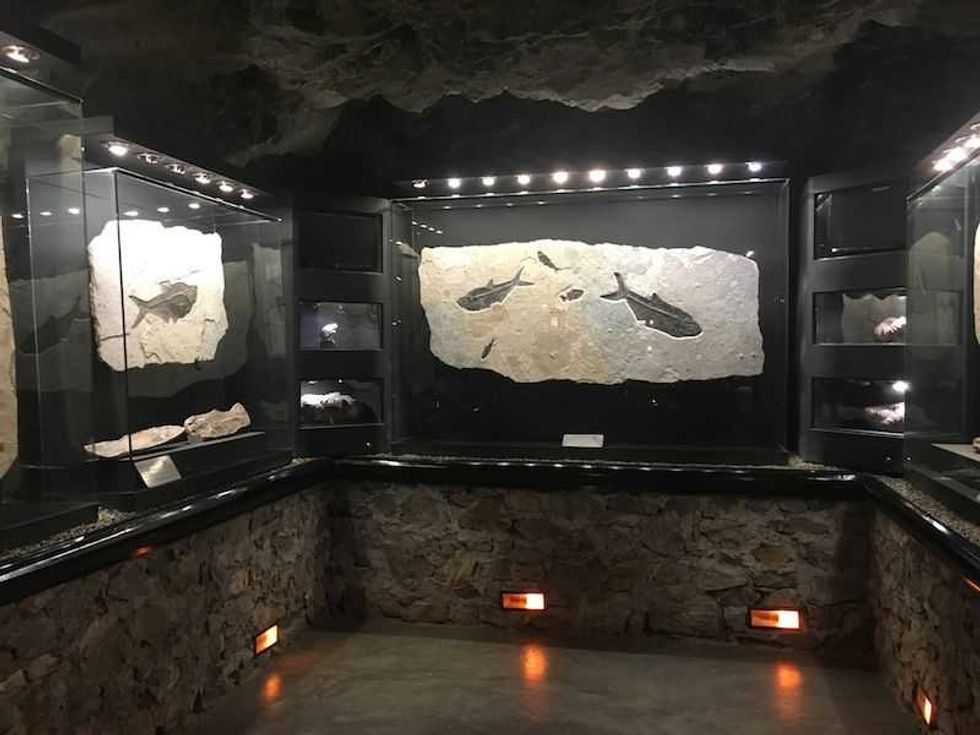 criptonita rocas y fosiles milenarios en exhibicion en zacatecas 5