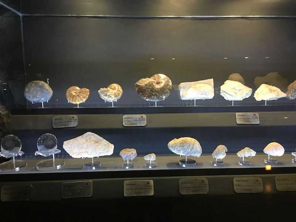 criptonita rocas y fosiles milenarios en exhibicion en zacatecas2