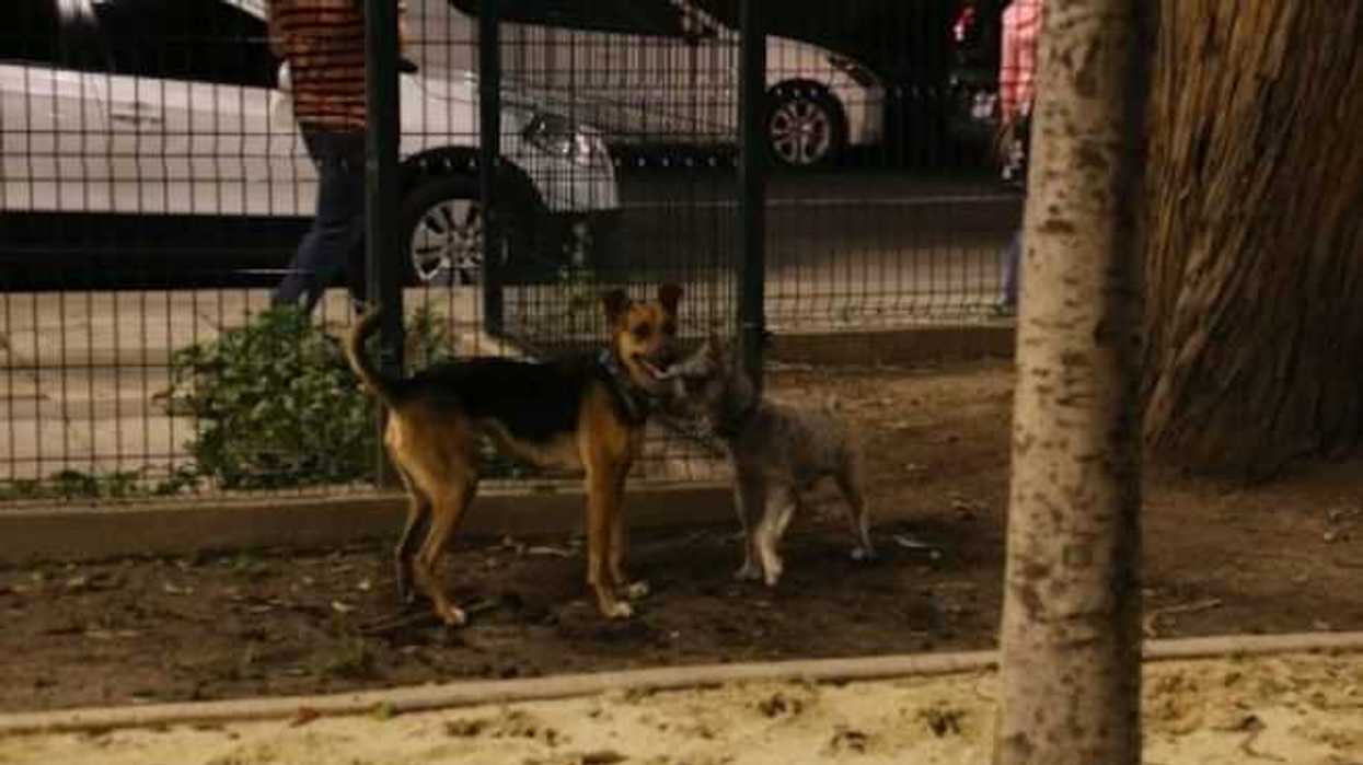 cuidado-animal-zapopan