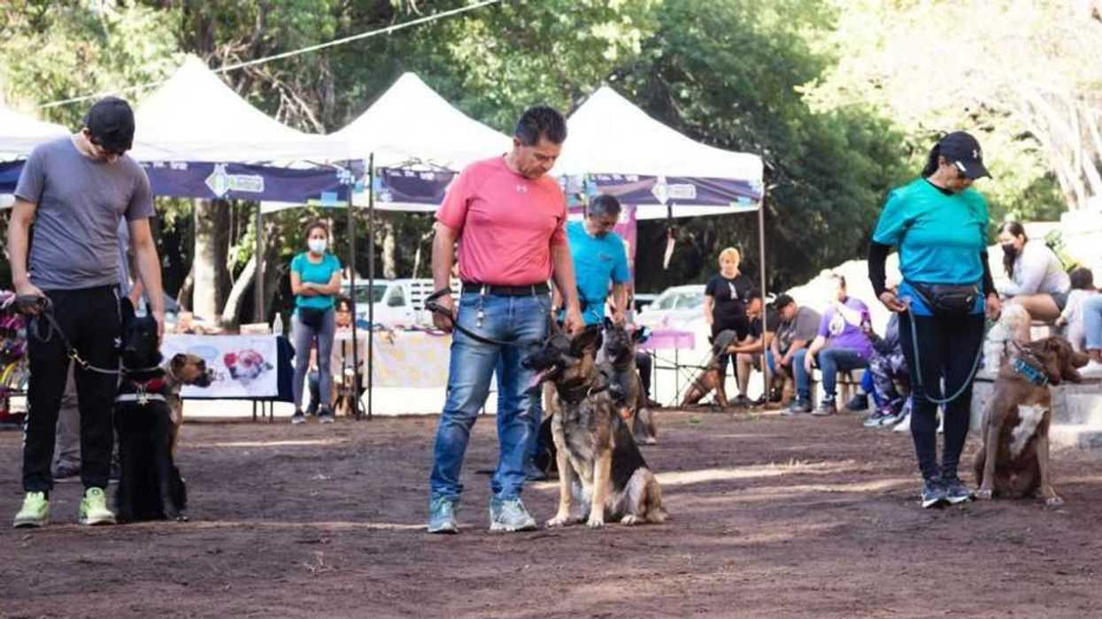 cuidado-animal