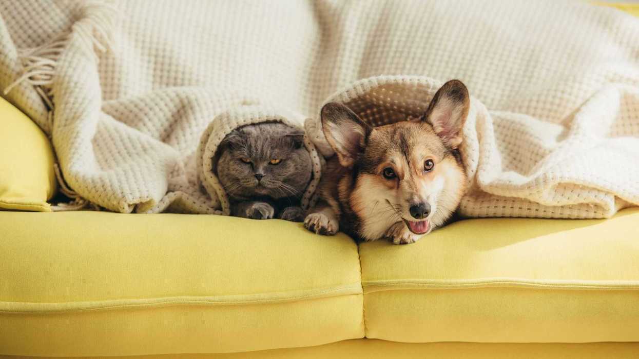 Cuidado de mascotas: emprendimiento y vocación.