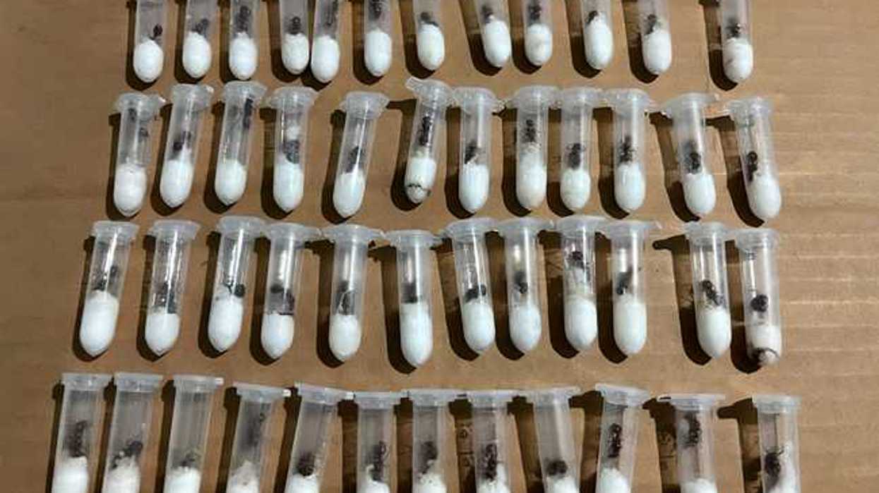 Decenas de tubos de ensayo con hormigas reina y algodón, alineados sobre una superficie de cartón.
