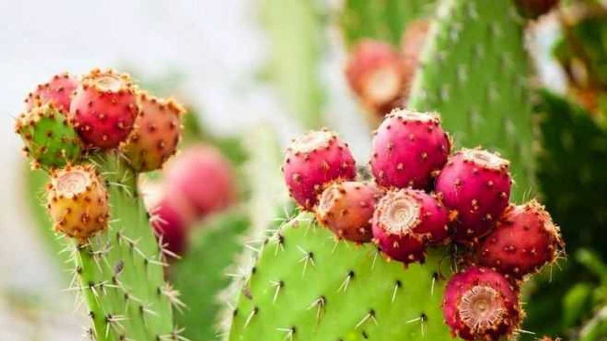 decima-edicion-de-feria-del-nopal