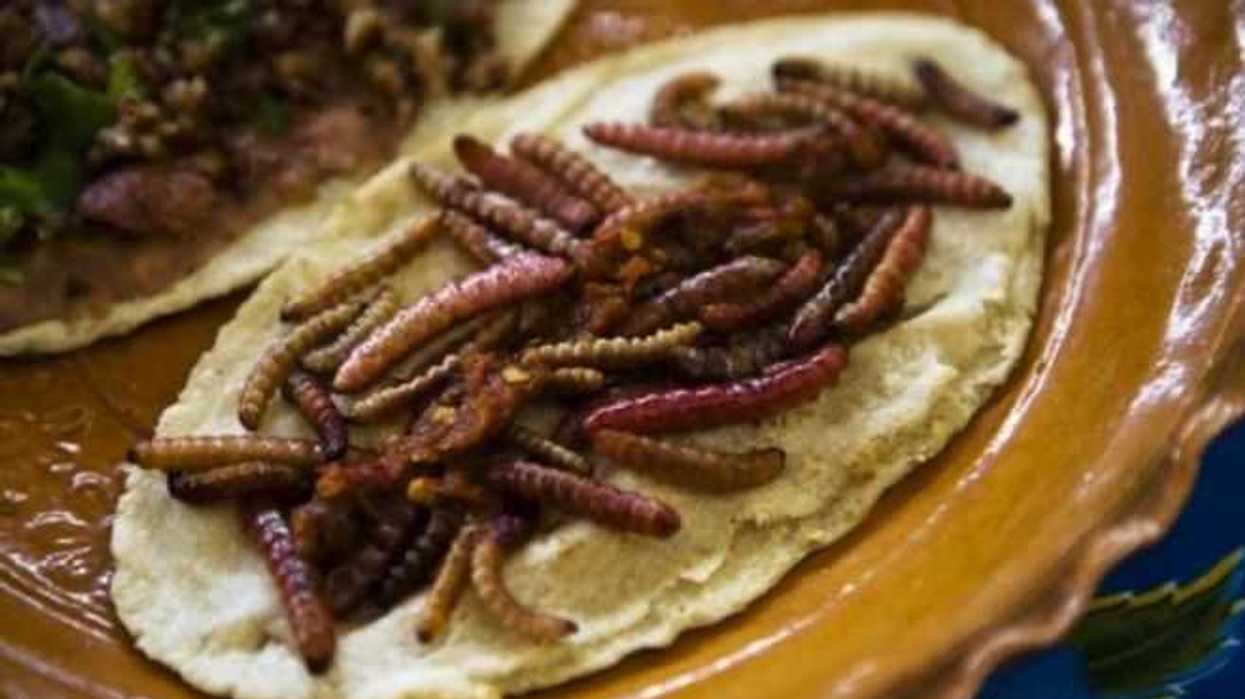 deleita-muestra-culinaria-hnahnu-platillos-exoticos-en-guanajuato-12